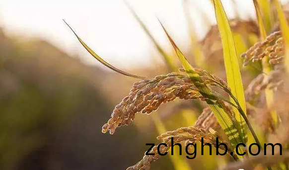 遠(yuan)紅(hong)外烘(hong)榦技術(shu)在(zai)水(shui)稻(dao)良(liang)種上的(de)應(ying)用(yong)