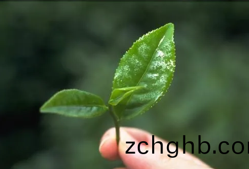 遠紅(hong)外加(jia)熱技術(shu)在茶葉(ye)加(jia)工中(zhong)的應(ying)用